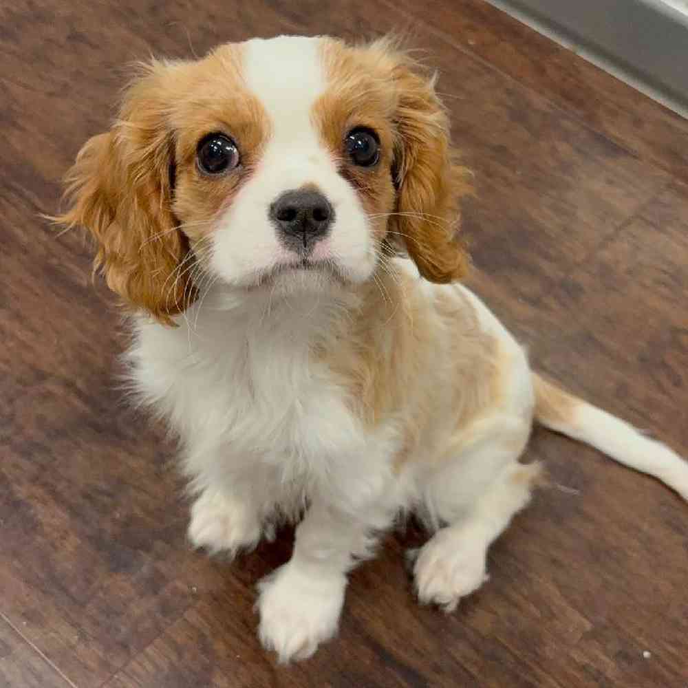 Image of a pet breed in the gallery