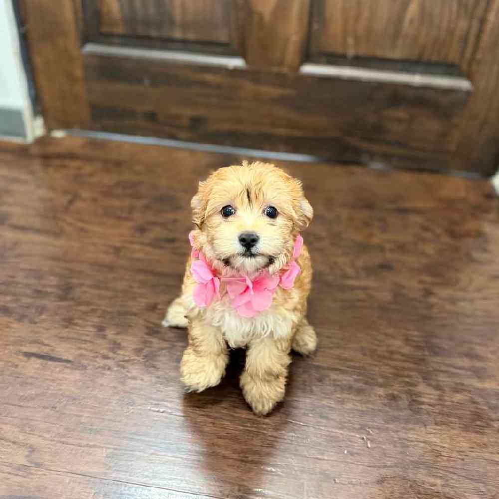 Image of a pet breed in the gallery