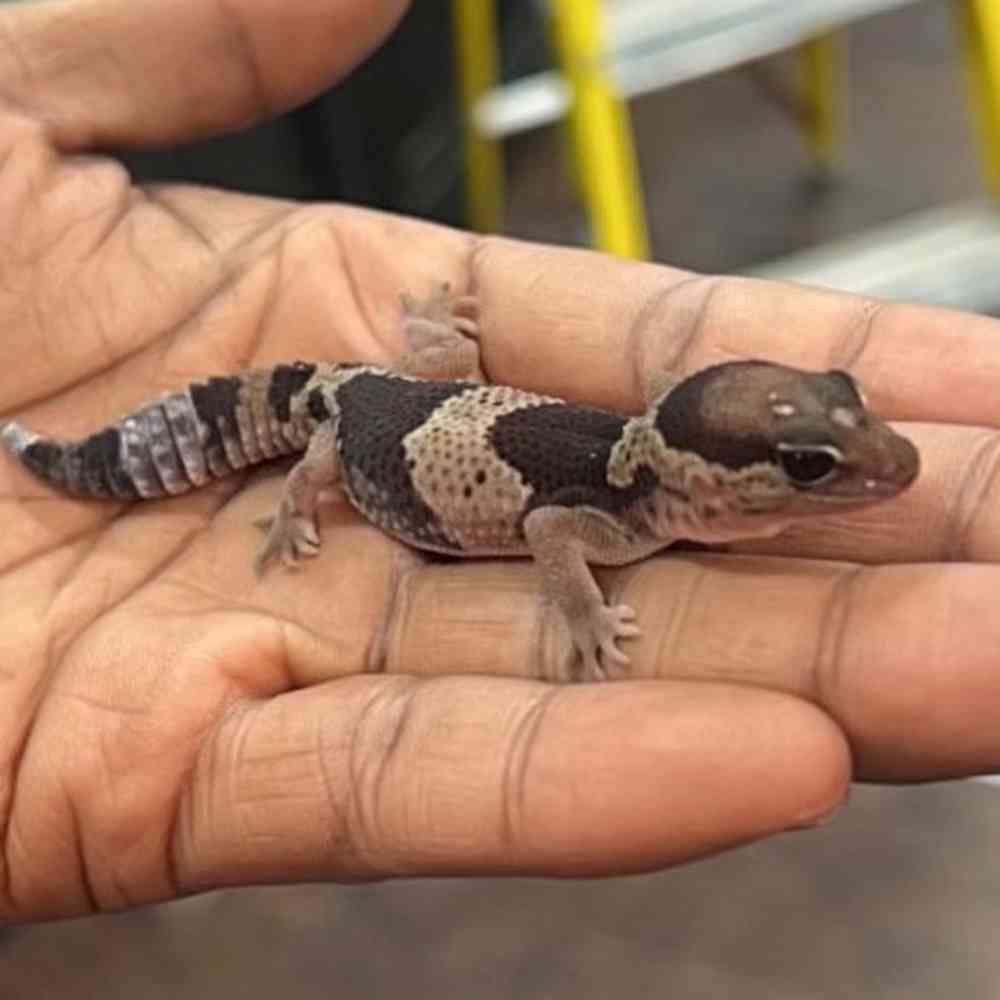 African Fat Tailed Gecko