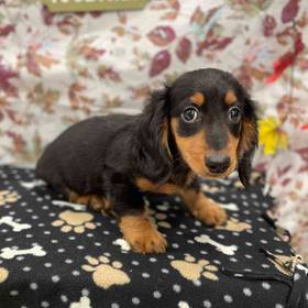 Dachshund