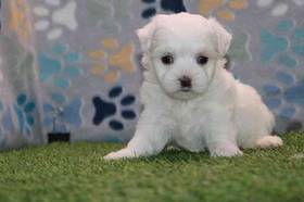 Maltese