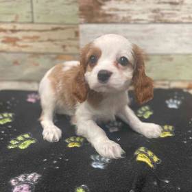 Cavalier King Charles Spaniel