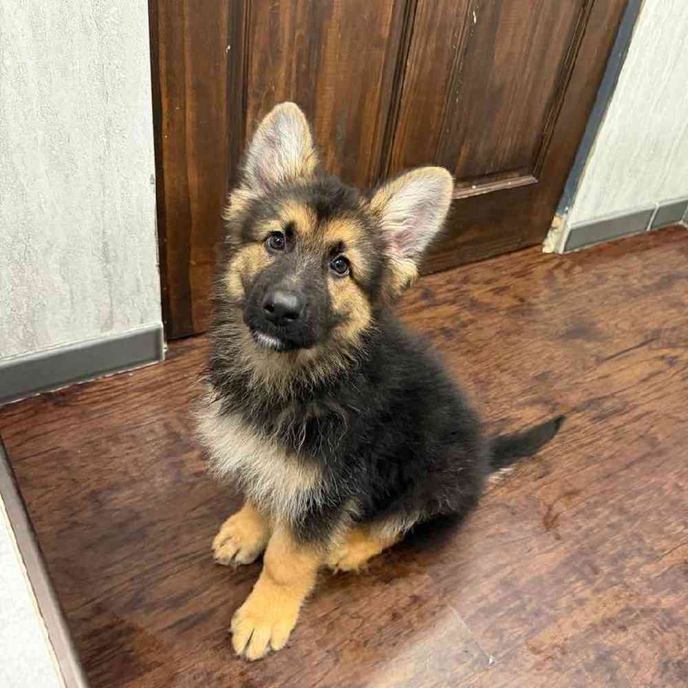 Male German Shepherd Puppy for Sale in New Haven, CT