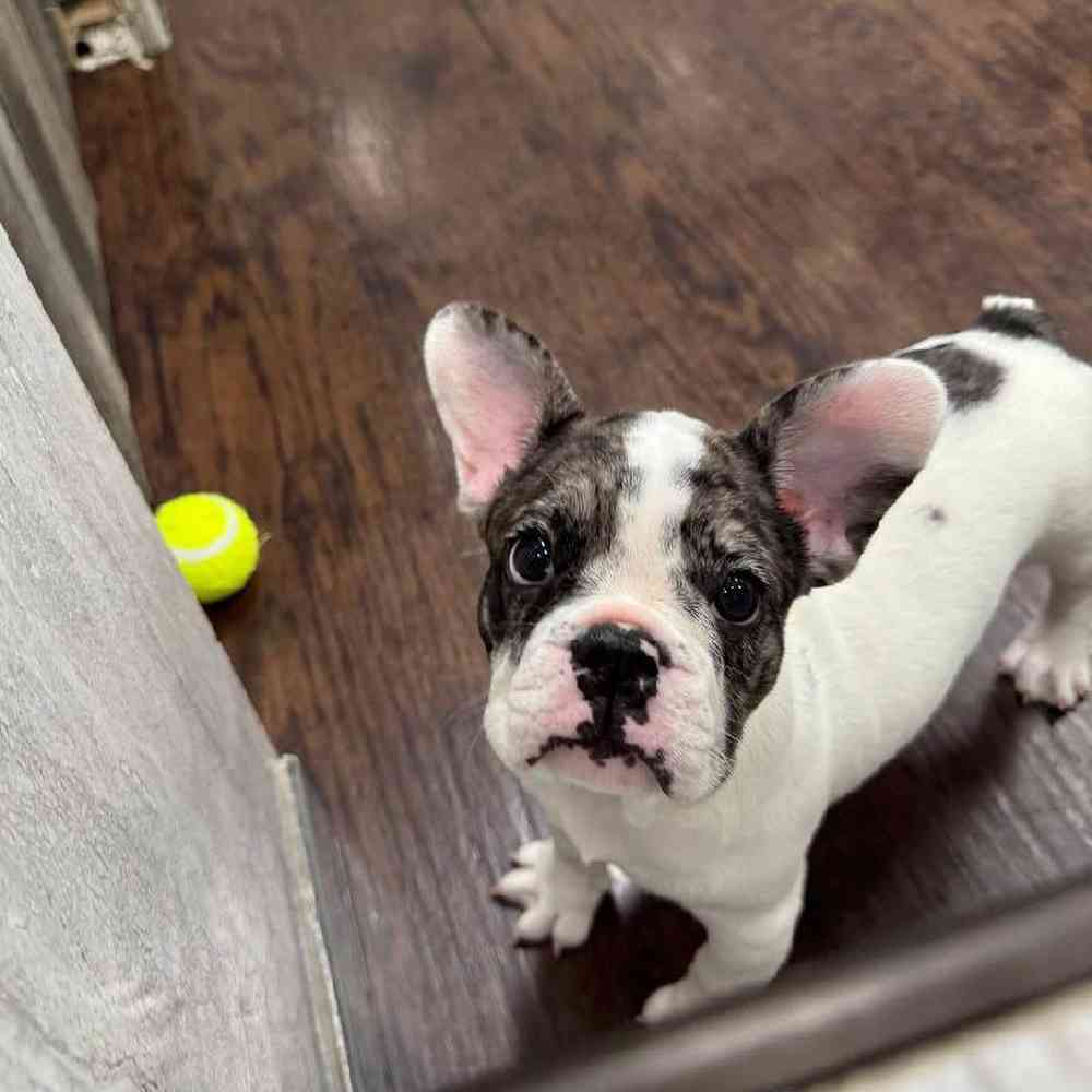 Female French Bulldog Puppy for Sale in New Haven, CT