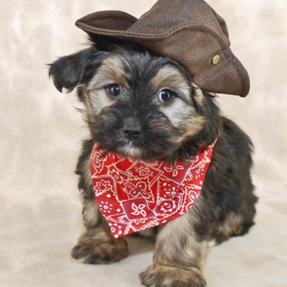 Morkie