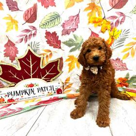 Mini Goldendoodle