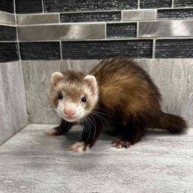 Ferret