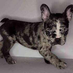 Frenchton