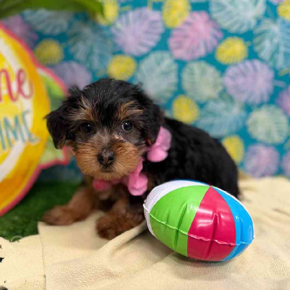 Female Yorkie Puppy for Sale in New Haven, CT