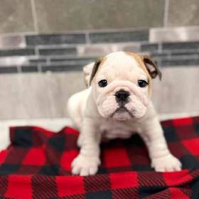 English Bulldog