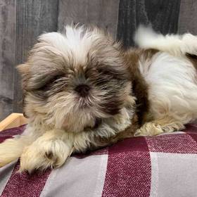 Shih Tzu