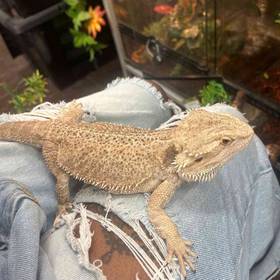 Bearded Dragon