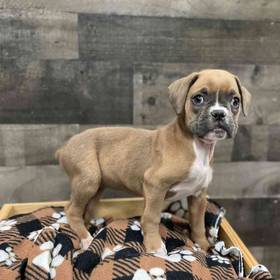 Boxer