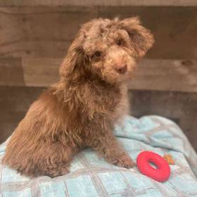 Toy Poodle