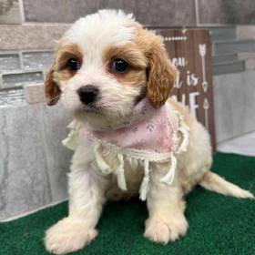 Cavachon
