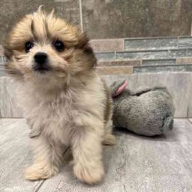 Pom-Chon
