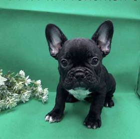 French Bulldog