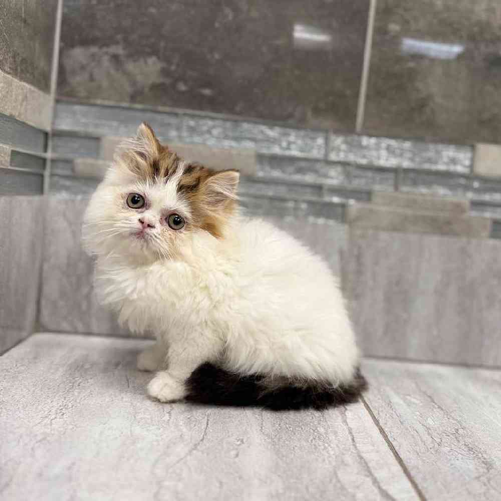 Image of a pet breed in the gallery