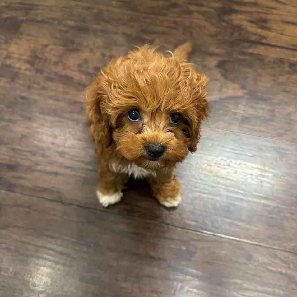 Image of a pet breed in the gallery