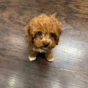 Cavapoo