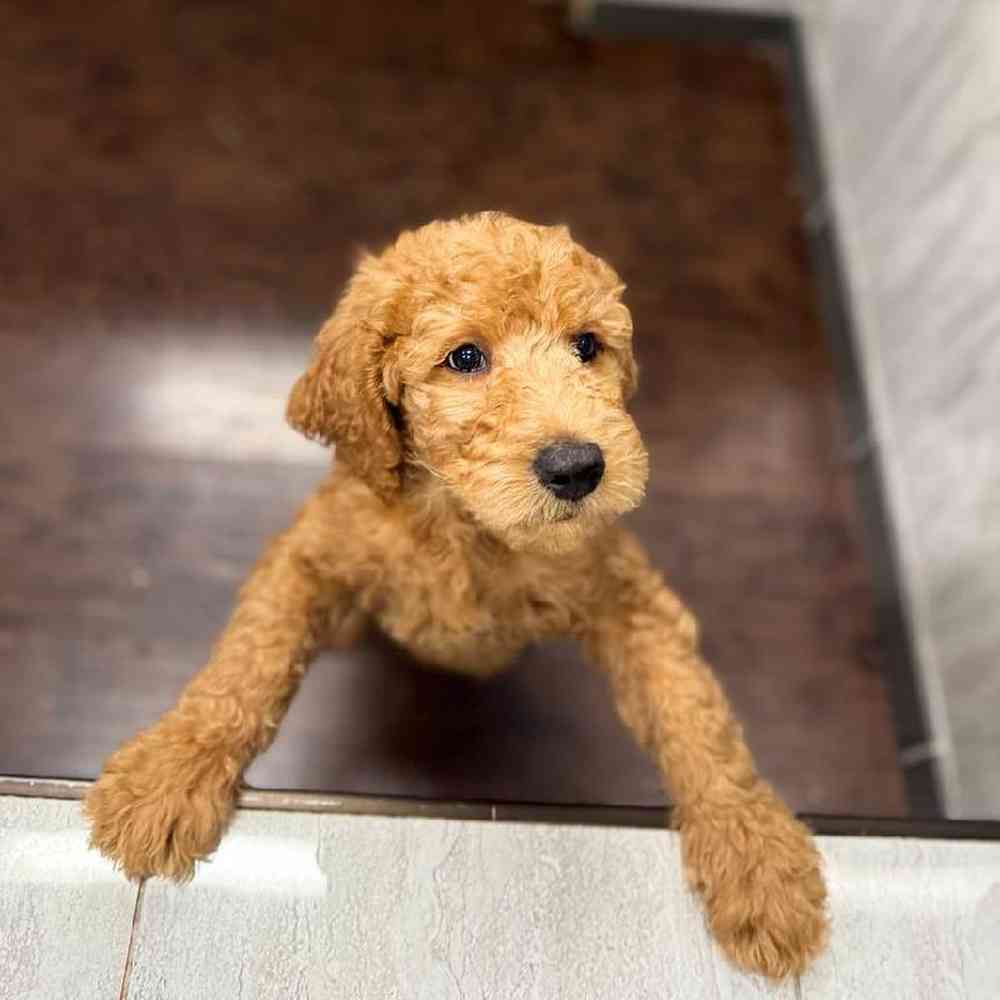 F2 Standard Goldendoodle