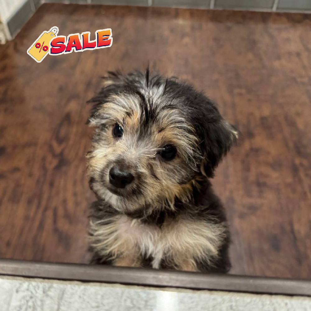 Image of a pet breed in the gallery