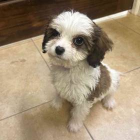 Cavachon