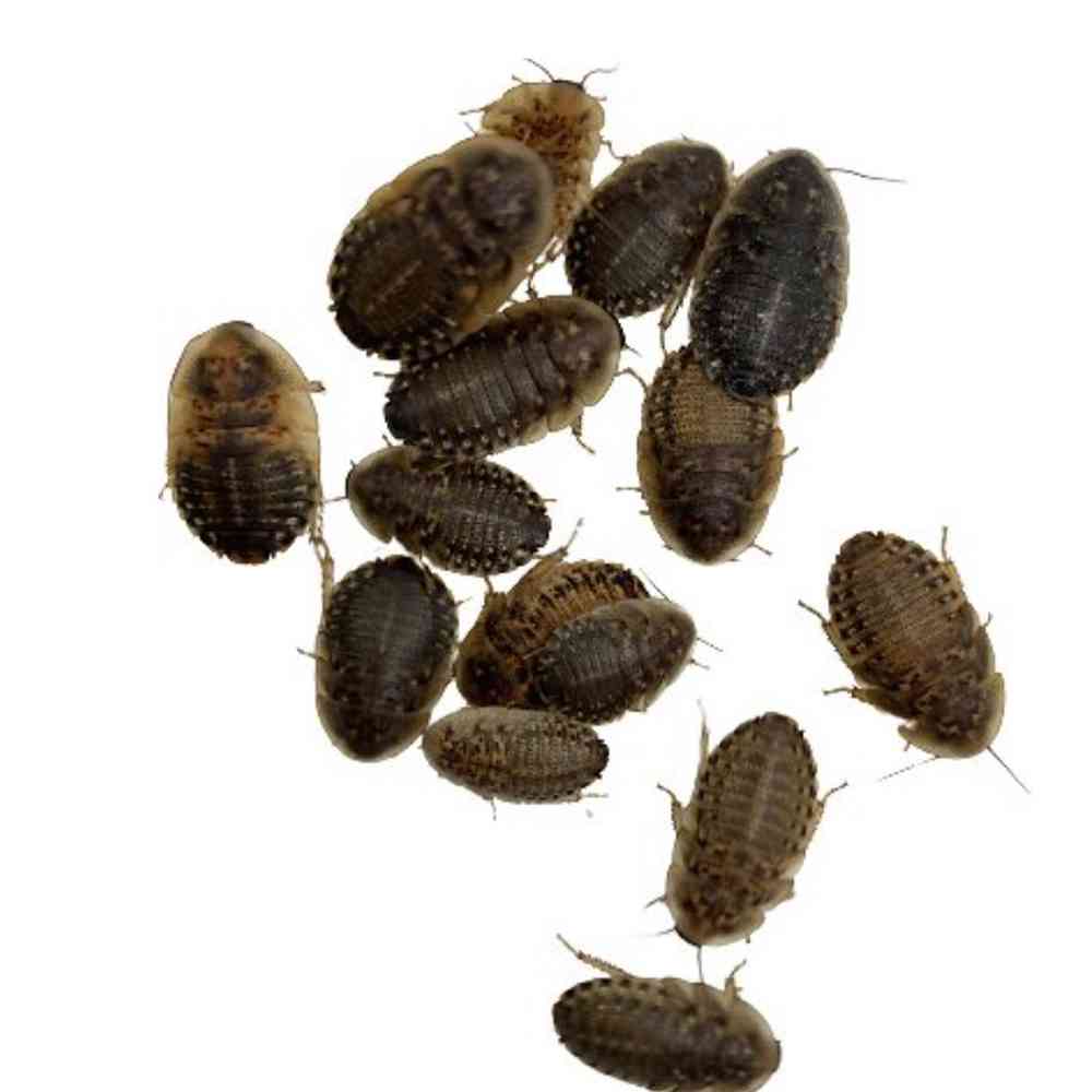 Live Dubai Roaches