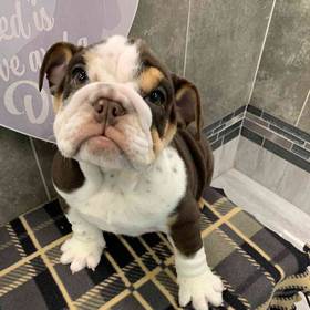 English Bulldog