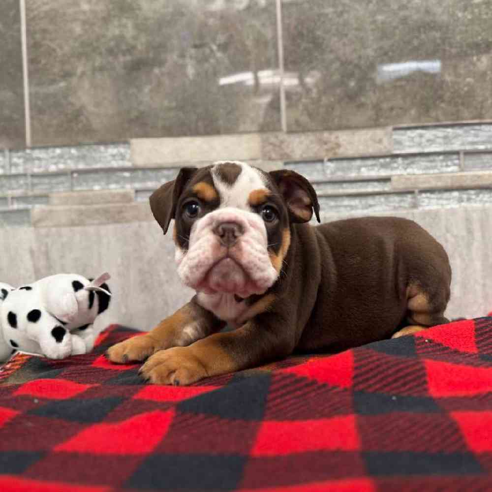 Image of a pet breed in the gallery