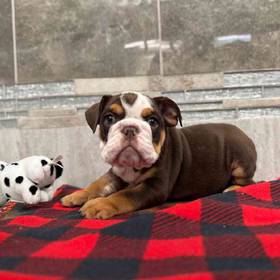 English Bulldog