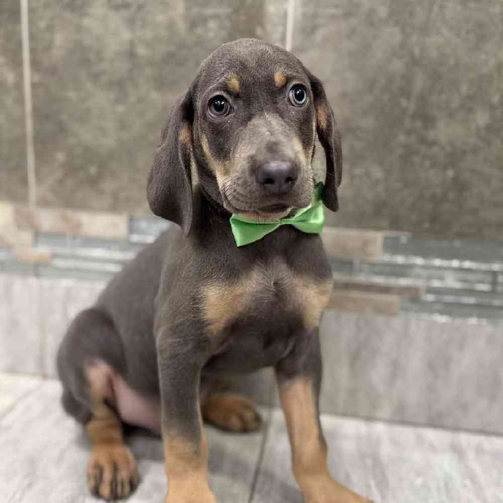 Image of a pet breed in the gallery