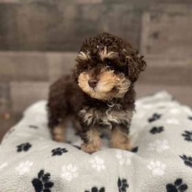 Mini Poodle