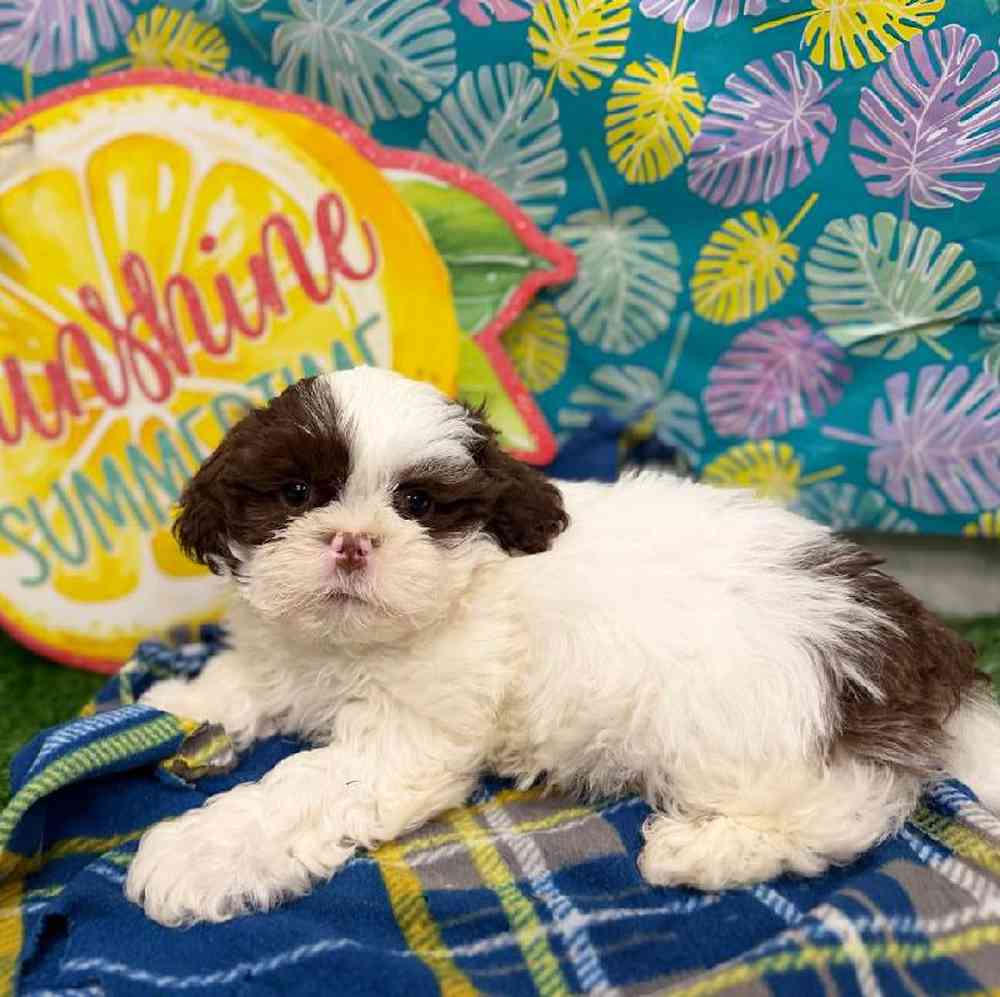Male Shih Tzu Puppy for Sale in New Haven, CT