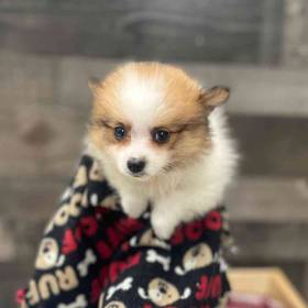 Pomeranian