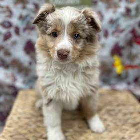 Mini Aussie