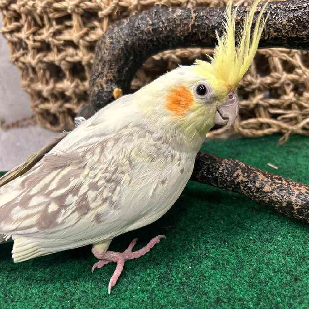 Image of a pet breed in the gallery