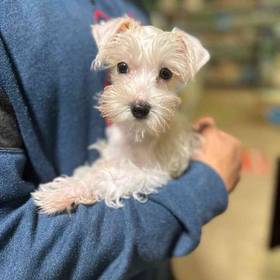 Mini Schnauzer