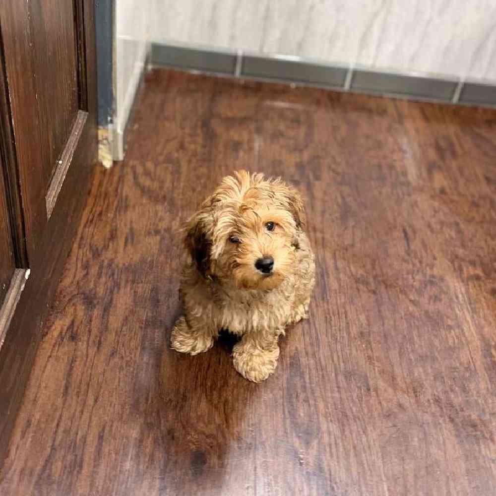 Male Yorkie-Poo Puppy for Sale in New Haven, CT
