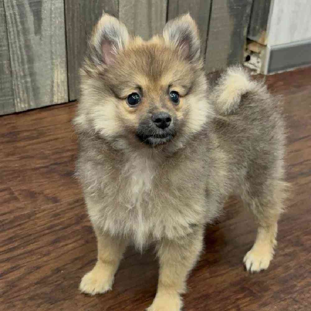 Image of a pet breed in the gallery