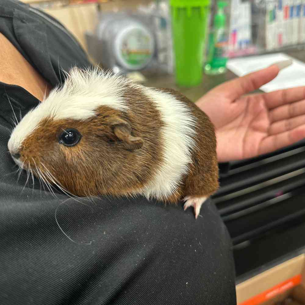 Guinea Pig