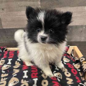 Pomeranian