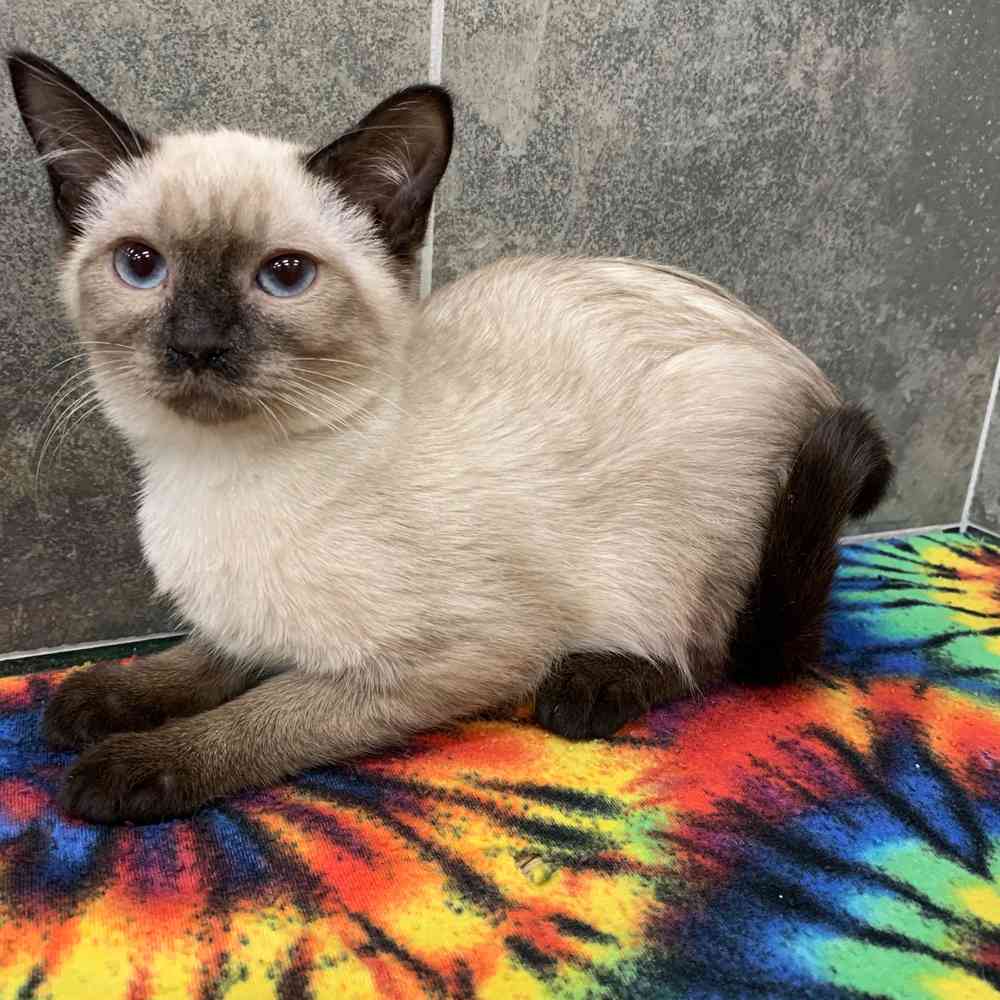 Siamese kittens for sale near me