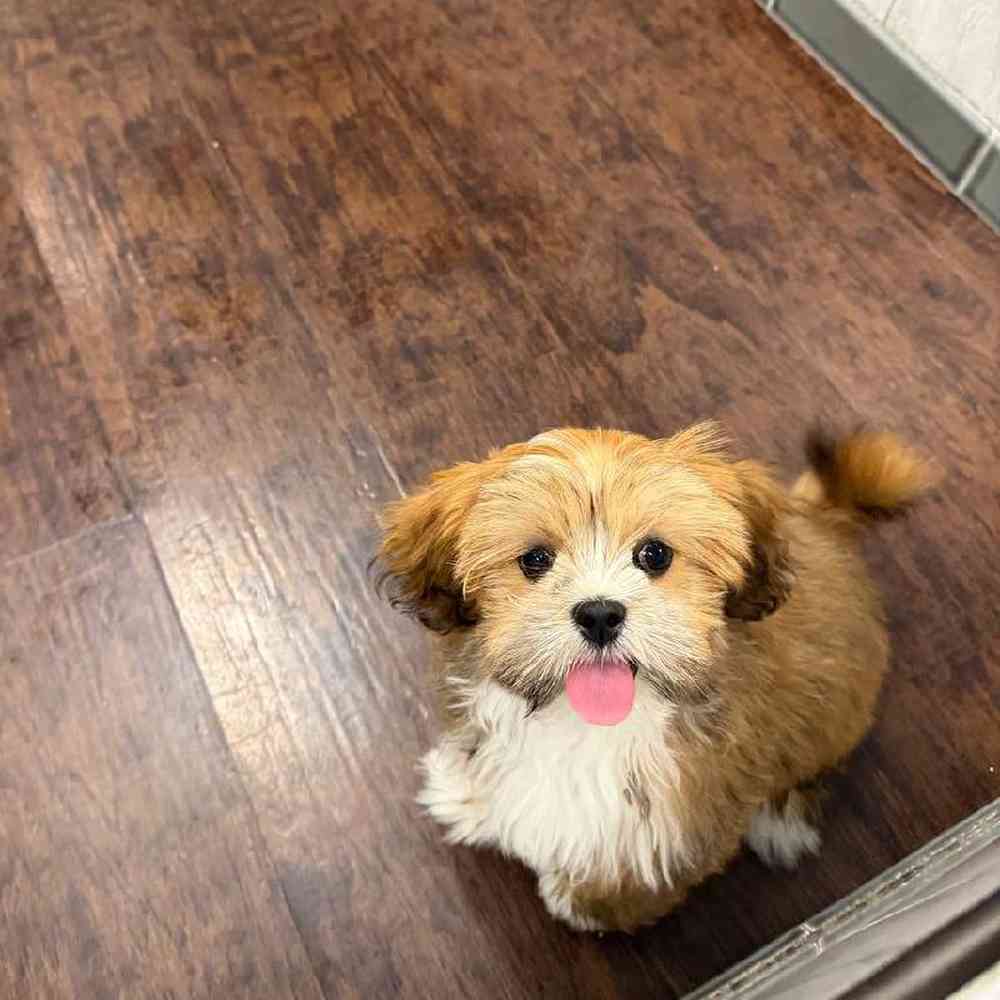 Female Lhasa Apso Puppy for Sale in New Haven, CT