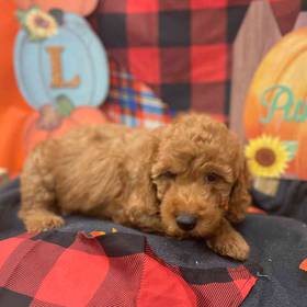 Mini Goldendoodle 2nd Gen