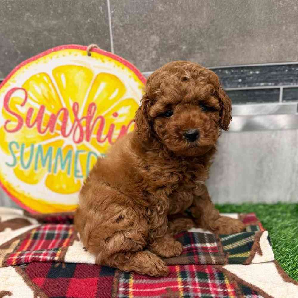 Male F1B Mini Goldendoodle Puppy for Sale in New Haven, CT