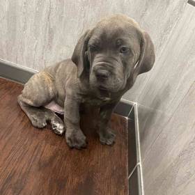 Cane Corso