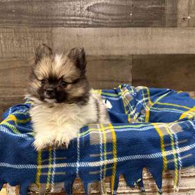 Pomeranian