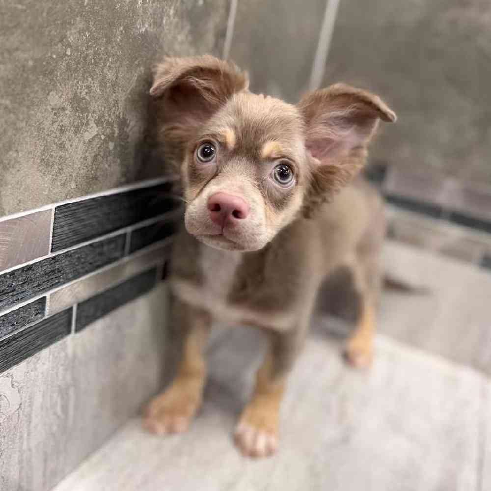 Male Chihuahua Puppy for Sale in New Haven, CT