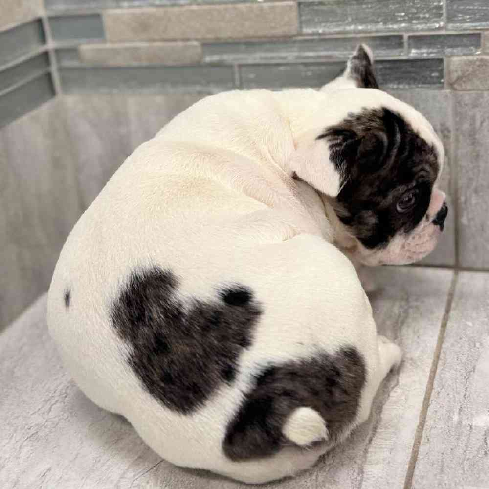 Image of a pet breed in the gallery